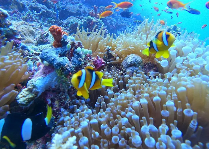 White Coral Rasdhoo